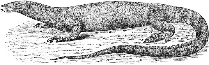 EB1911 - Lizard - Fig. 3.—Monitor of the Nile (Varanus niloticus).jpg