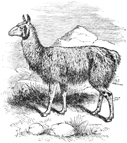 EB1911 - Llama.jpg