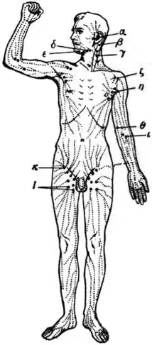 EB1911 - Lymphatic system - Fig. 1—Superficial Lymphatic Vessels and Glands.jpg