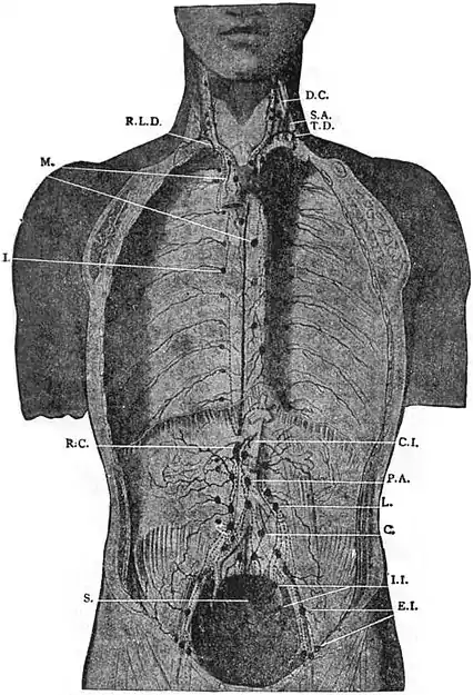 EB1911 - Lymphatic system - Fig. 2.—Deep Lymphatic Glands and Vessels of the Thorax and Abdomen.jpg