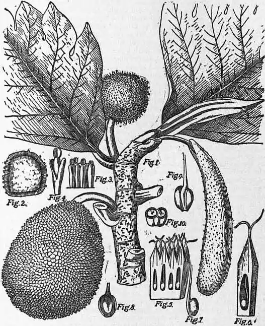 EB1911 Breadfruit.jpg