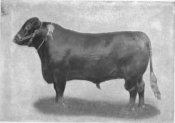 EB1911 Cattle - RED POLLED BULL.jpg
