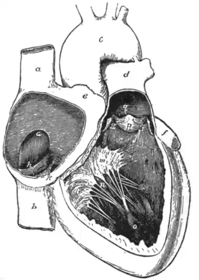 EB1911 Cavities of the Right Side of the Heart.png