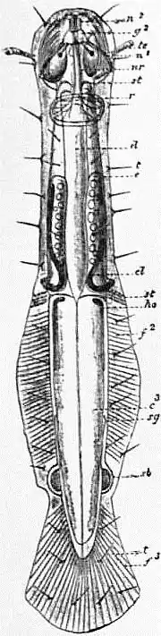 EB1911 Chaetognatha - Spadella cephaloptera.jpg