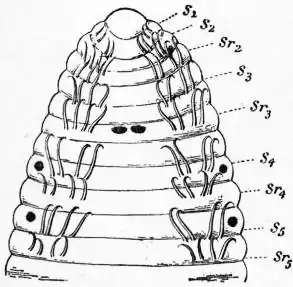 EB1911 Chaetopoda Fig. 14.—Acanthobdella, from the ventral surface.jpg