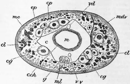 EB1911 Chaetopoda Fig. 15.—Section of Acanthobdella (after Kovalevsky).jpg