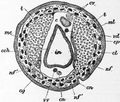 EB1911 Chaetopoda Fig. 16.—Section of Acanthobdella (after Kovalevsky).jpg