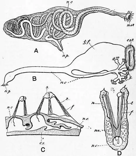 EB1911 Chaetopoda Fig. 2. (from Goodrich).jpg