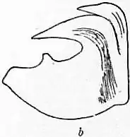 EB1911 Chaetopoda Fig. 3b. Hook of Terebella.jpg