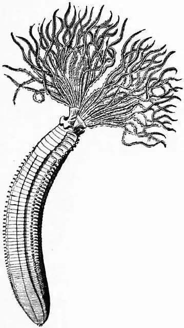 EB1911 Chaetopoda Fig. 4.—Dasychone infracta, Kr. (After Malmgren.).jpg