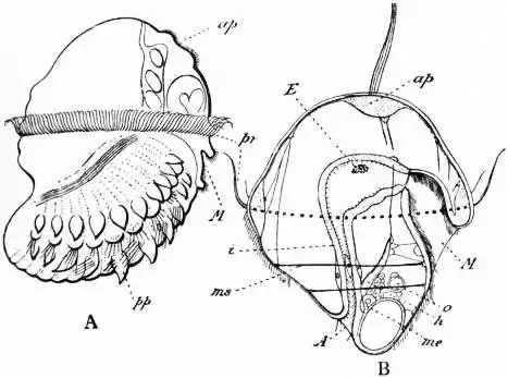 EB1911 Chaetopoda Fig. 6.—A, Side view of the larva of Lopadorhynchus (from Kleinenberg).jpg