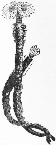 EB1911 Chaetopoda Fig. 8.—Sabella vesiculosa, Mont. (After Montagu.).jpg