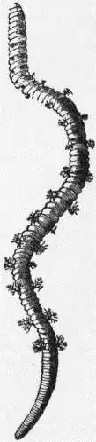 EB1911 Chaetopoda Fig. 9. Arenicola marina, L.jpg