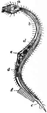 EB1911 Chaetosomatida.jpg