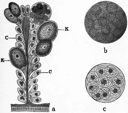 EB1911 Coccidia, Fig. 2.—KLOSSIA HELICINA.jpg
