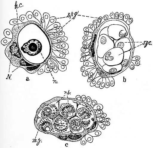 EB1911 Coccidia, Fig. 3.—LIFE-CYCLE OF COCCIDIUM SCHUBERGI.jpg