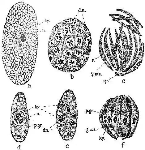EB1911 Coccidia, Fig. 5.—SCHIZOGONY OF ADELEA OVATA.jpg