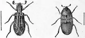 EB1911 Coleoptera - Fig. 16.—Clerus apiarus, Fig. 17.—Dermestes.jpg