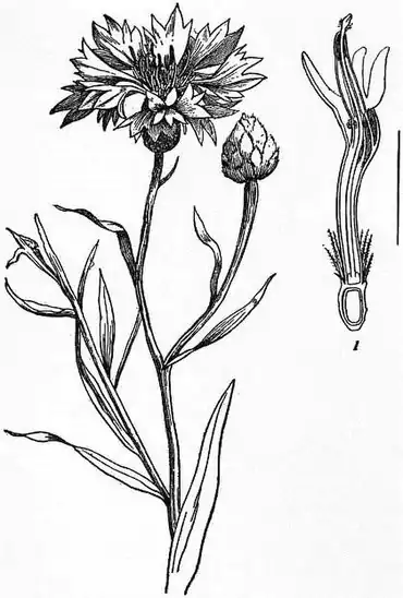 EB1911 Compositae - Fig. 2.—Flowering shoot of Cornflower.jpg