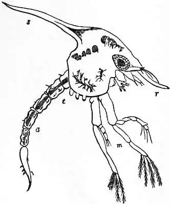 EB1911 Crab - Fig. 2.—Zoëa of Common Shore-Crab.jpg