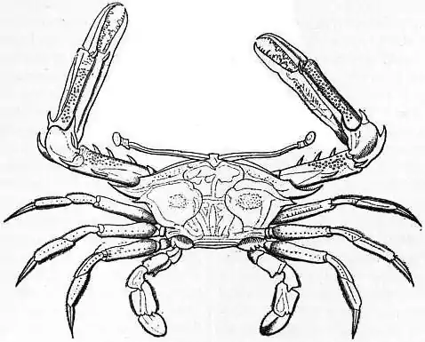 EB1911 Crab - Fig. 5. Podophthalmus vigil (Sentinel Spinous Crab).jpg