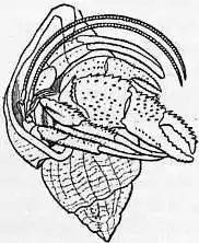 EB1911 Crab - Fig. 6.—Eupagurus Bernhardus (Soldier Crab).jpg