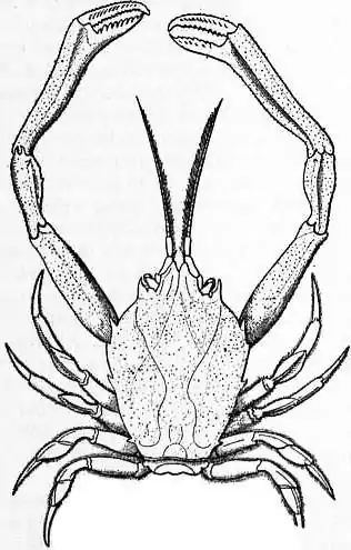 EB1911 Crab - Fig. 8.—Corystes Cassivelaunus (Masked Crab).jpg