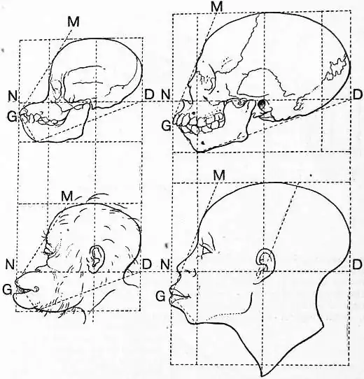 EB1911 Craniometry - Fig. 1—Skull and head of a young orang-utan.jpg