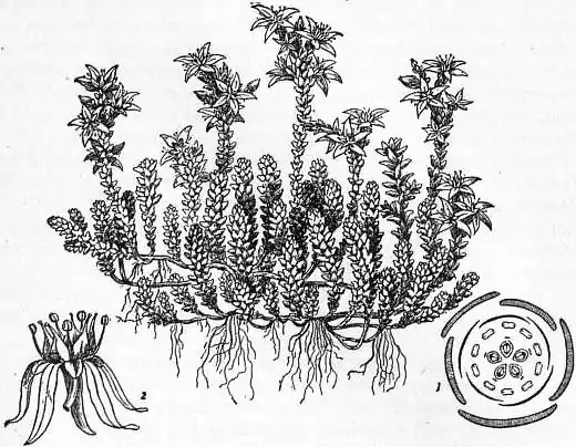 EB1911 Crassulaceae - Stonecrop (Sedum acre).jpg