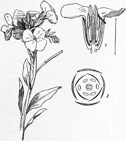 EB1911 Cruciferae Fig. 1.—Wallflower.jpg