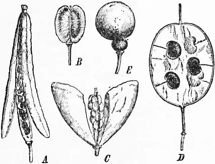 EB1911 Cruciferae Fig. 4.—Cruciferous Fruits.jpg