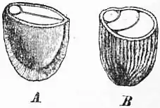 EB1911 Cruciferae Fig. 5.—Seeds of Cruciferae.jpg