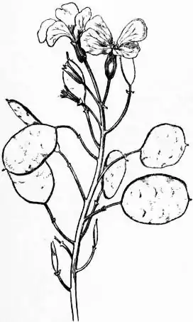 EB1911 Cruciferae Fig. 6.—Honesty (Lunaria biennis).jpg