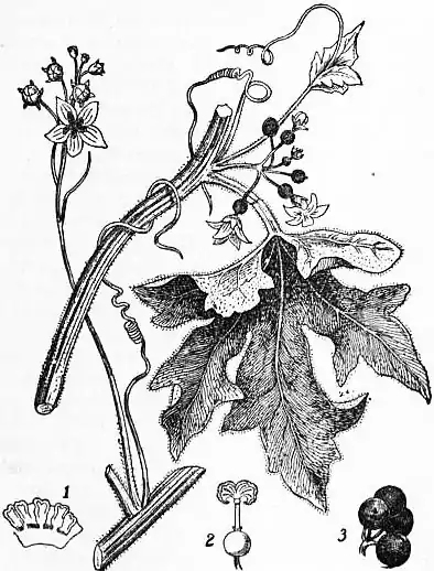 EB1911 Cucurbitaceae - Fig. 1.—Bryonia dioica.jpg