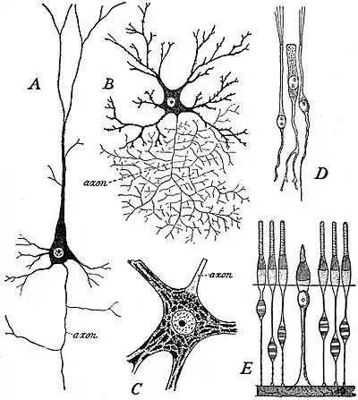 EB1911 Cytology - nervous and sensory cells.jpg
