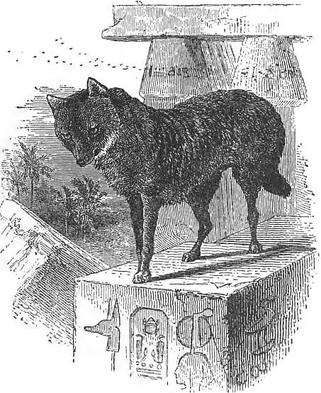 EB1911 Egyptian Jackal (Canis lupaster).jpg