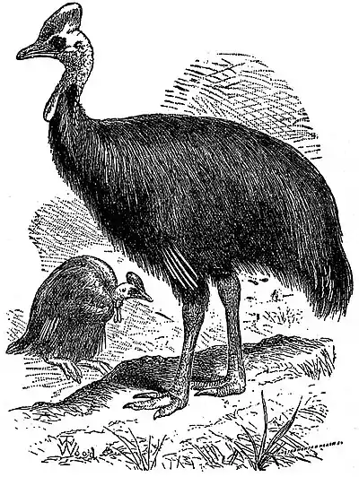 EB1911 Emeu - Ceram Cassowary.jpg