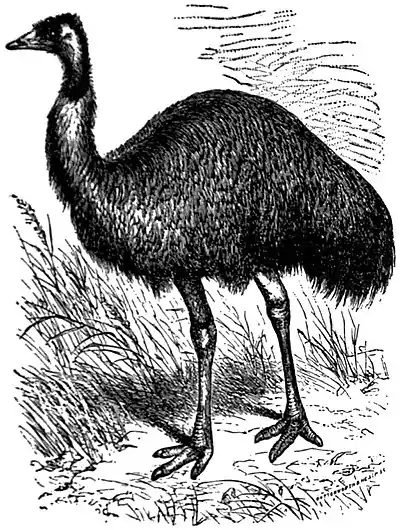 EB1911 Emeu - Emeu.jpg