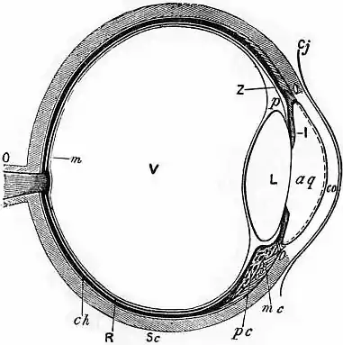 EB1911 Eye - Fig. 1.—Diagrammatic Section through the Eyeball.jpg