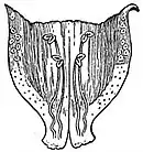 EB1911 Flower - corolla of Digitalis purpurea.jpg