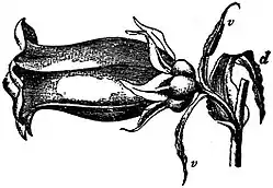 EB1911 Flower - flower of Campanula medium.jpg