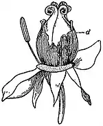 EB1911 Flower - flower of Paeonia moutan without corolla.jpg