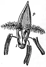 EB1911 Flower - flower of a grass with glumes removed.jpg