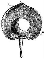 EB1911 Flower - fruit of Physalis alkekengi.jpg
