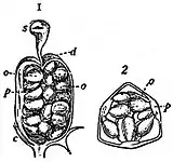 EB1911 Flower - pistil of Viola tricolor.jpg