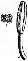 EB1911 Flower - quadrilocular anther of Butomus umbellatus.jpg