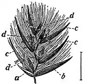 EB1911 Flower - spikelet of Phragmites communis.jpg