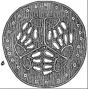 EB1911 Flower - transverse section of fruit of Cucumis melo.jpg