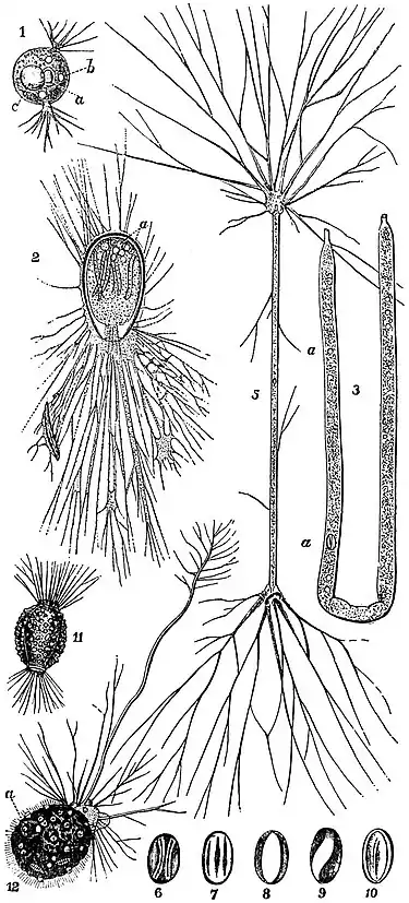 EB1911 Foraminifera - Allogromiidea.jpg