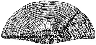 EB1911 Foraminifera - Cycloclypeus.jpg